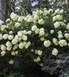 Rispenhortensie 'Phantom' - Hydrangea paniculata 'Phantom'