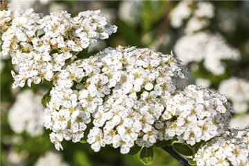 Spiraea - Spiersträucher