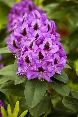 Rhododendron-Hybride 'Orakel' - Rhododendron Hybr.'Orakel' III