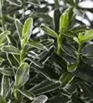 Immergrüne Japanspindel - Euonymus japonicus - Mediterranes