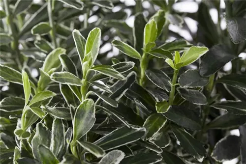 Immergrüne Japanspindel - Euonymus japonicus - Mediterranes