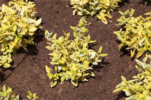 Immergrüne Japanspindel - Euonymus japonicus - Mediterranes