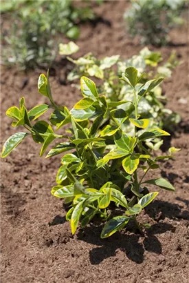 Immergrüne Japanspindel - Euonymus japonicus - Mediterranes