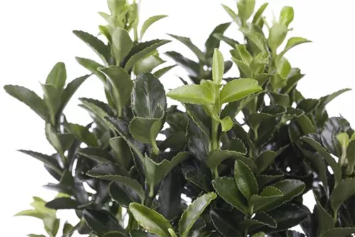 Immergrüne Japanspindel - Euonymus japonicus - Mediterranes