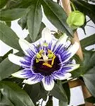 Blaue Passionsblume - Passiflora caerulea