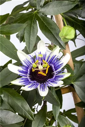 Blaue Passionsblume - Passiflora caerulea