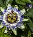 Blaue Passionsblume - Passiflora caerulea