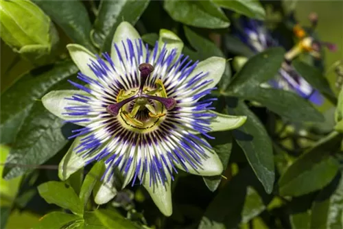 Blaue Passionsblume - Passiflora caerulea