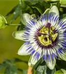 Blaue Passionsblume - Passiflora caerulea