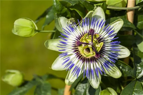 Blaue Passionsblume - Passiflora caerulea