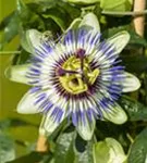 Blaue Passionsblume - Passiflora caerulea