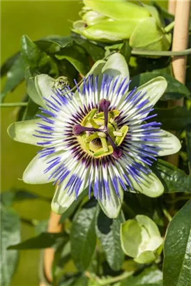 Blaue Passionsblume - Passiflora caerulea