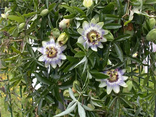 Blaue Passionsblume - Passiflora caerulea