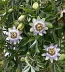 Blaue Passionsblume - Passiflora caerulea