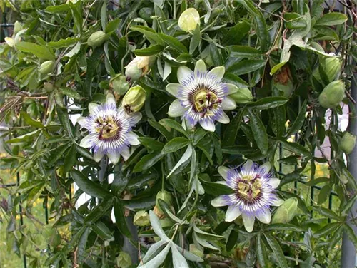 Blaue Passionsblume - Passiflora caerulea