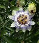 Blaue Passionsblume - Passiflora caerulea