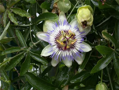 Blaue Passionsblume - Passiflora caerulea