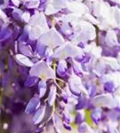 Chin.Blauregen - Wisteria sinensis