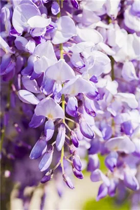 Chin.Blauregen - Wisteria sinensis