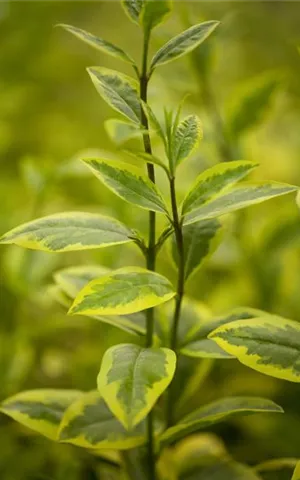 Ligustrum ovalifolium 'Aureum'