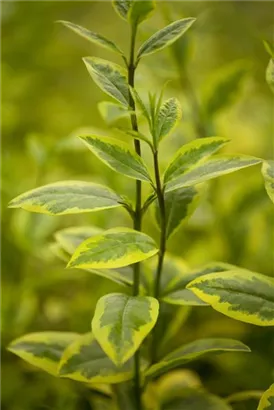 Goldliguster - Ligustrum ovalifolium 'Aureum'