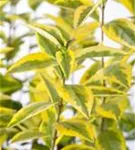 Goldliguster - Ligustrum ovalifolium 'Aureum'