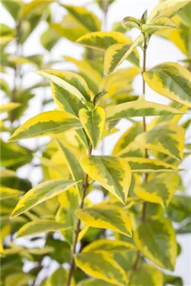 Goldliguster - Ligustrum ovalifolium 'Aureum'