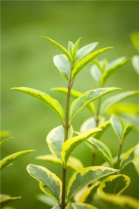 Goldliguster - Ligustrum ovalifolium 'Aureum'