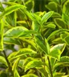 Goldliguster - Ligustrum ovalifolium 'Aureum'