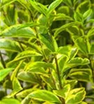 Goldliguster - Ligustrum ovalifolium 'Aureum'