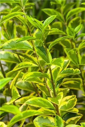 Goldliguster - Ligustrum ovalifolium 'Aureum'