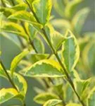 Goldliguster - Ligustrum ovalifolium 'Aureum'