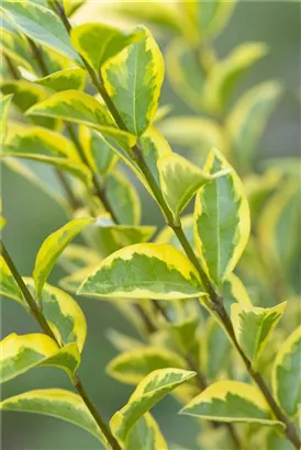 Goldliguster - Ligustrum ovalifolium 'Aureum'