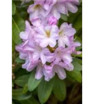 Rhododendron-Hybride 'Paola' - Rhododendron Hybr.'Paola'