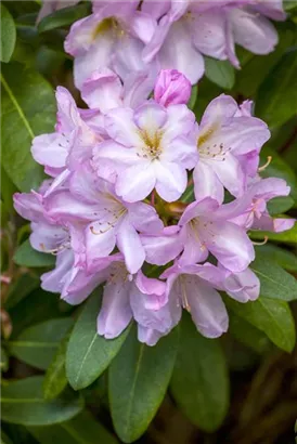 Rhododendron-Hybride 'Paola' - Rhododendron Hybr.'Paola'