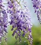 Chin.Blauregen 'Prolific' - Wisteria sinensis 'Prolific'