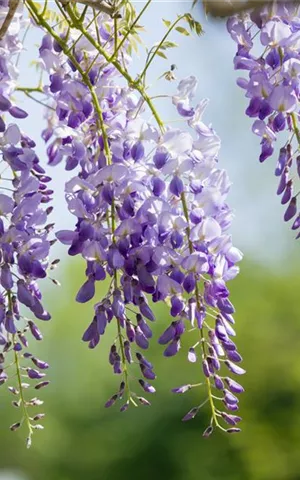 Wisteria sinensis