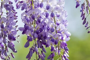 Wisteria - Glyzine