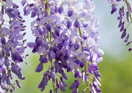 Wisteria sinensis 'Prolific' - Chin.Blauregen 'Prolific'