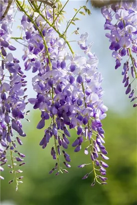 Chin.Blauregen 'Prolific' - Wisteria sinensis 'Prolific'