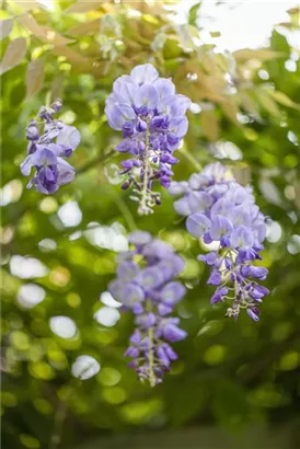 Chin.Blauregen - Wisteria sinensis