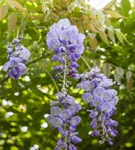 Chin.Blauregen - Wisteria sinensis