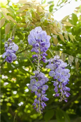 Chin.Blauregen - Wisteria sinensis