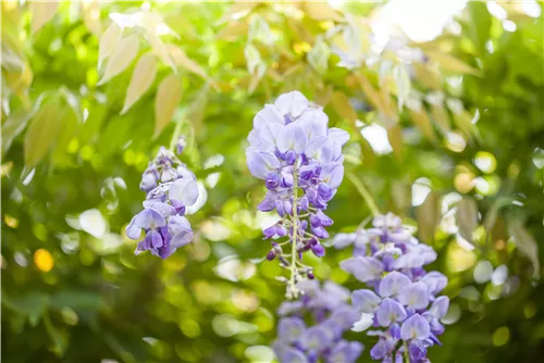 Chin.Blauregen - Wisteria sinensis