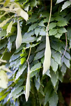 Chin.Blauregen - Wisteria sinensis