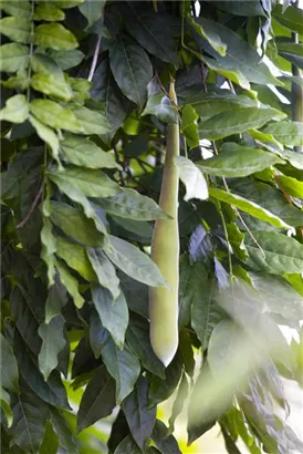 Chin.Blauregen - Wisteria sinensis