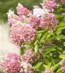 Rispenhortensie 'Pinky Winky' -R- - Hydrangea paniculata 'Pinky Winky' -R-