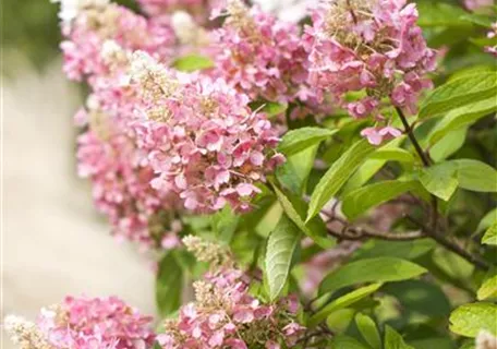 Hydrangea paniculata 'Pinky Winky' -R- - Rispenhortensie 'Pinky Winky' -R-