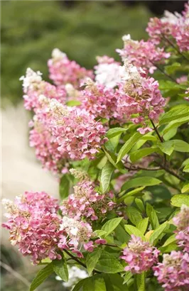 Rispenhortensie 'Pinky Winky' -R- - Hydrangea paniculata 'Pinky Winky' -R-