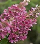 Rispenhortensie 'Pinky Winky' -R- - Hydrangea paniculata 'Pinky Winky' -R-